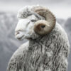FUSYON BIOTECH MERINO